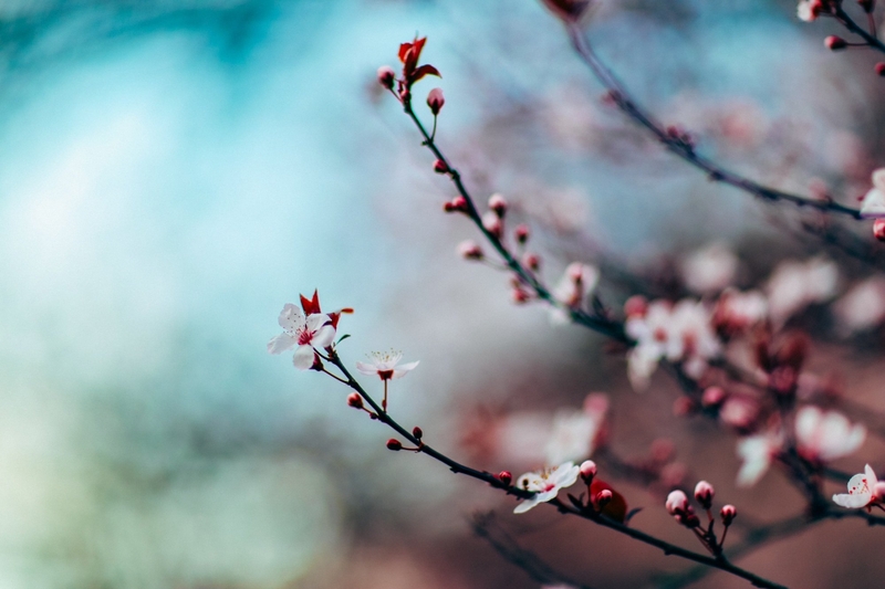 A branch on a cherry blossom tree